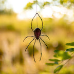 Spider Suncatcher