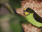 Stained Glass Parrot Suncatcher