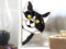 #3 Black-White Cat
