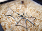 Spider suncatcher - Stained glass spider on the web